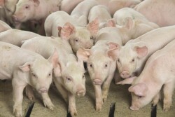 USDA Releases Its Quarterly Hogs and Pigs Report.

