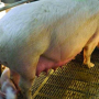 This is how you want sows to look after farrowing. Prolapses are the second leading known cause of sow deaths.