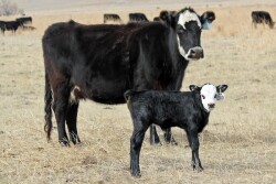 Maintain body condition after calving