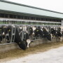 It’s an “old” disease that until recently was virtually eradicated among U.S. cattle. But bovine tuberculosis now is beginning to pop up again, and its effects could be devastating to dairy herds and the workers who care for them.