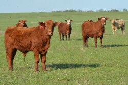 BT_Kansas_Stocker_Cattle