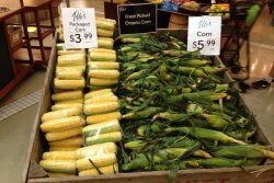 So far, grower-shippers say the sweet corn supply outlook is good as they prepare for the major summer holiday pulls.