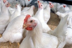 Chicken_Poultry