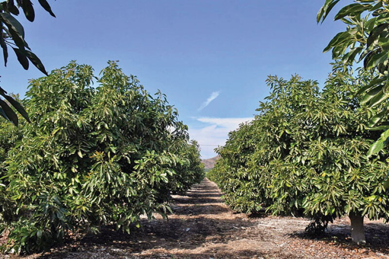 Feedback on the quality of avocados from Mexico this summer has been “totally positive,” says Rob Wedin, vice president of sales and marketing for Calavo Growers Inc. Calavo’s volume of avocados from Mexico in August likely will be 50% greater than July’s, he says.
