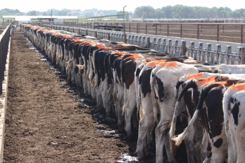 Dairy Heifers