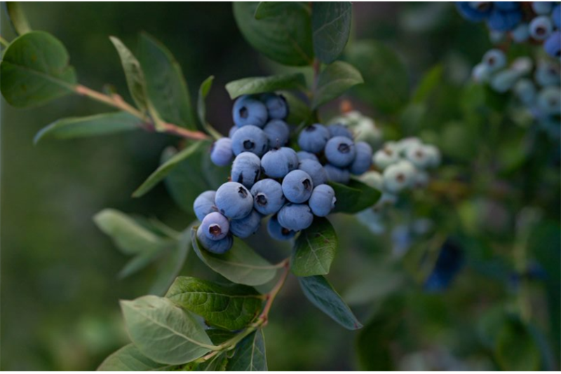 PNW blueberries