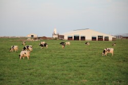 Fresh air is important to cow comfort.