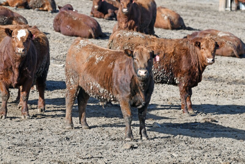 Nebraska feedlot