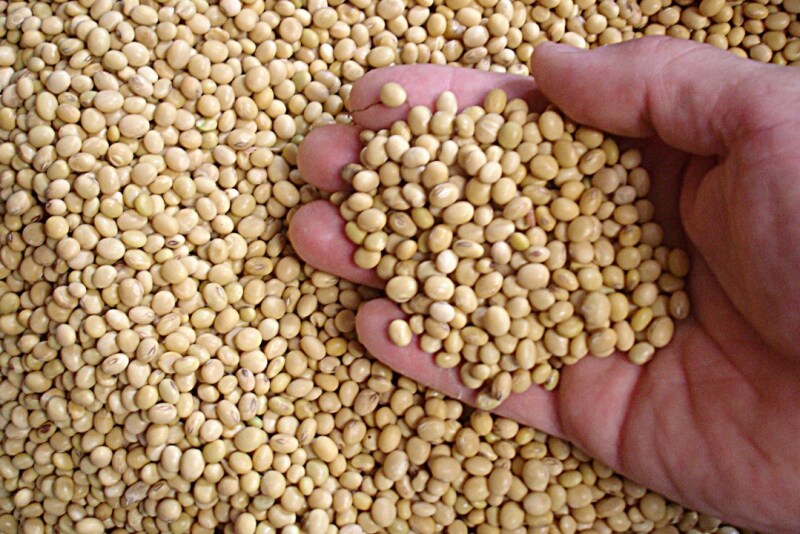 Trade concerns held back bullish soybean news Tuesday.