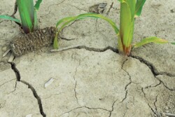 dry ground