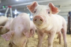 By migrating remittances to the online platform, the National Pork Board says it will save producer Checkoff dollars that can then be redirected to other, more critical work related to research, promotion and education efforts.