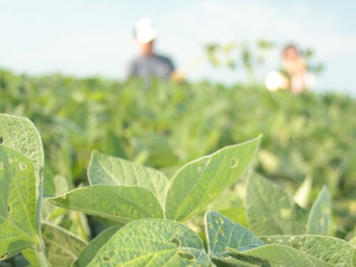 2013-crop-tour-soybean-scouts.jpg