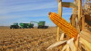 corn harvest