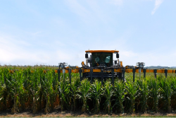 A field of short stature corn, right, next to a commercial variety during a Bayer field trial. 