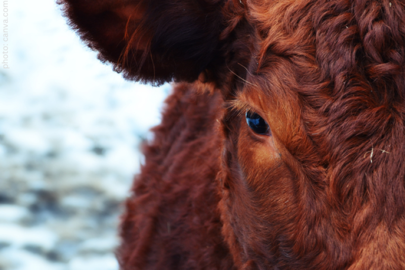 Red Calf