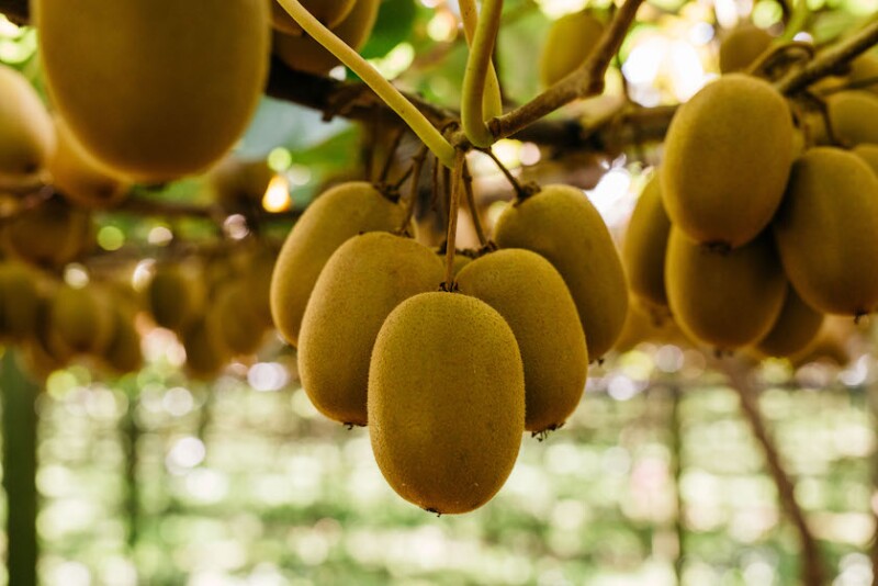 orchard kiwi