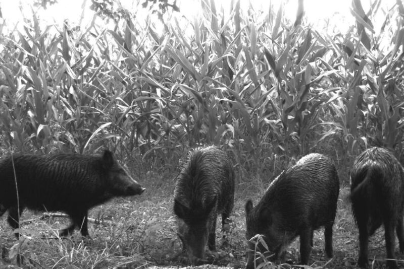 Wild Pigs