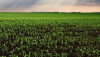 A field of young corn plants under clouds, representing the heavy rain creating challenges for Midwest farmers.