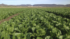 Tanimura and Antle romaine field
