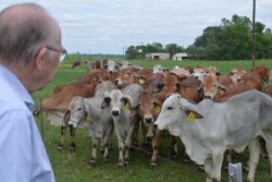 Dr. Ron Randel, Texas A&M AgriLife Research physiologist looks over a herd of purebred Brahman heifers at the North Farm near the Texas A&M AgriLife Research and Extension Center in Overton. 