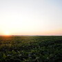 Illinois saw soybean condition ratings improve 4 points, now sitting at 64% good to excellent. However, Iowa and and Minnesota crop conditions went the opposite direction, with Iowa's crop now 61% good to excellent, a 4-point drop in a week.