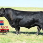 Hoover Dam, bred by Hoover Angus. 