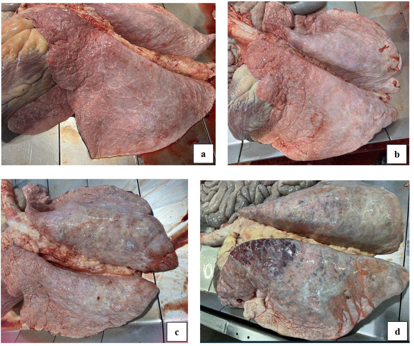 Normal Distribution Score What's Actually Driving Congestive Heart Failure in Feedlot Cattle ...
