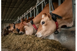 An estimated $2.4 billion is lost annually in livestock production due to the effects of heat stress, including roughly $900 million in the dairy industry.
