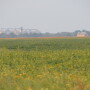 Scout for soybean diseases.
