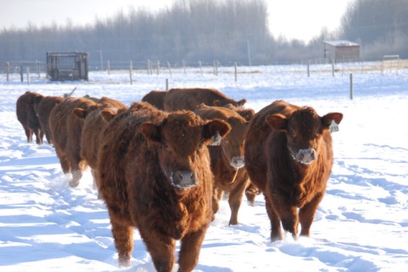 Winter_cows