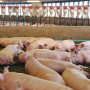 Transportation and biosecurity practices of breeding stock companies play an important role in the industry. 