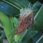 Meteorologist Cindi Clawson says her 30-day precipitation forecast shows moisture continuing to drop in, which is good news for crops during the heat of the growing season.