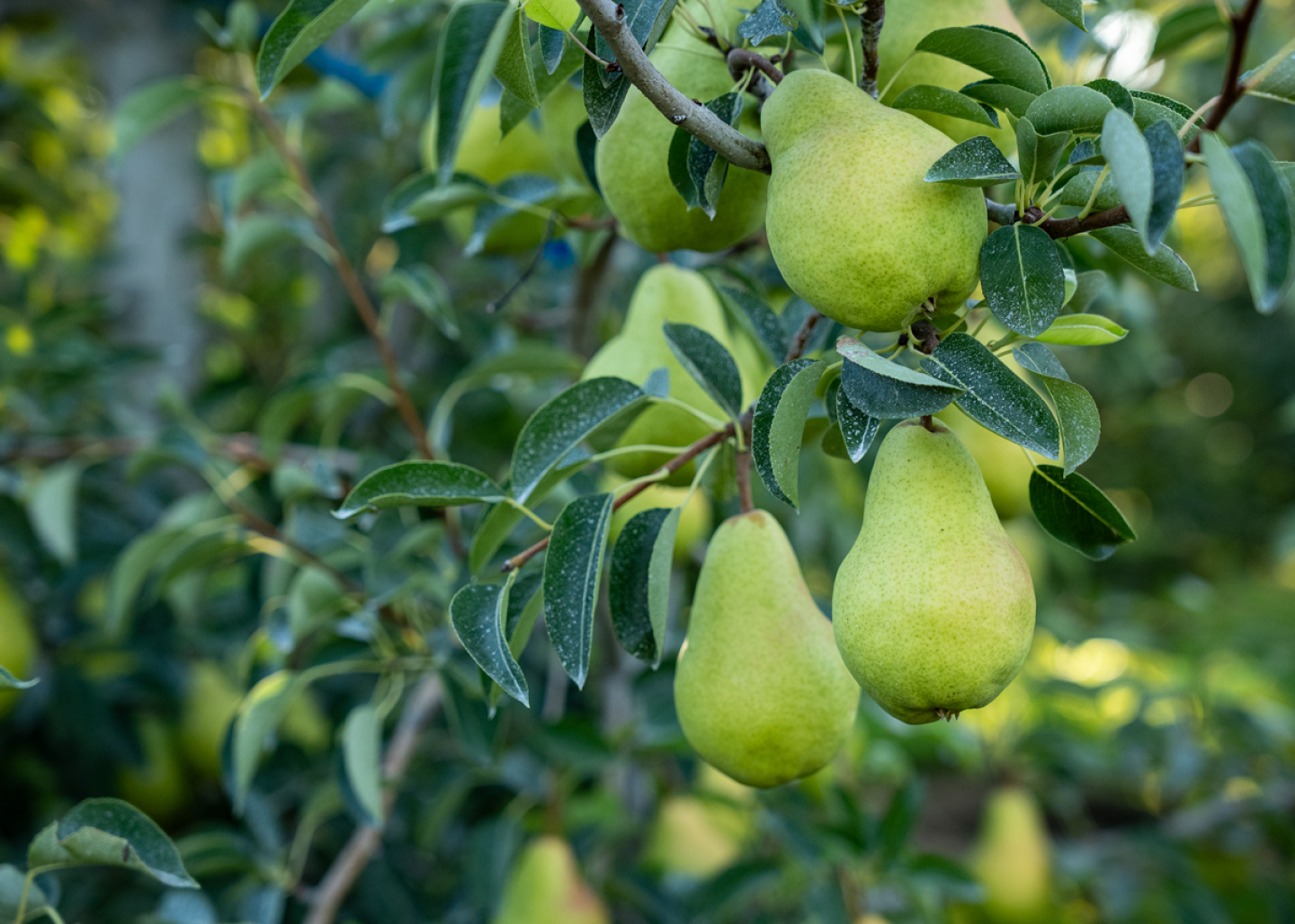 Super Ripe Pears Pears on the Rebound this Season - The Packer