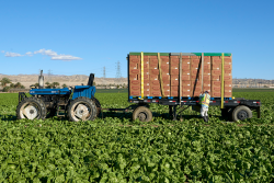 Ocean Mist Farms iceberg lettuce harvest in California's Coachella Valley