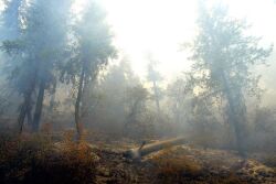 Wildfire