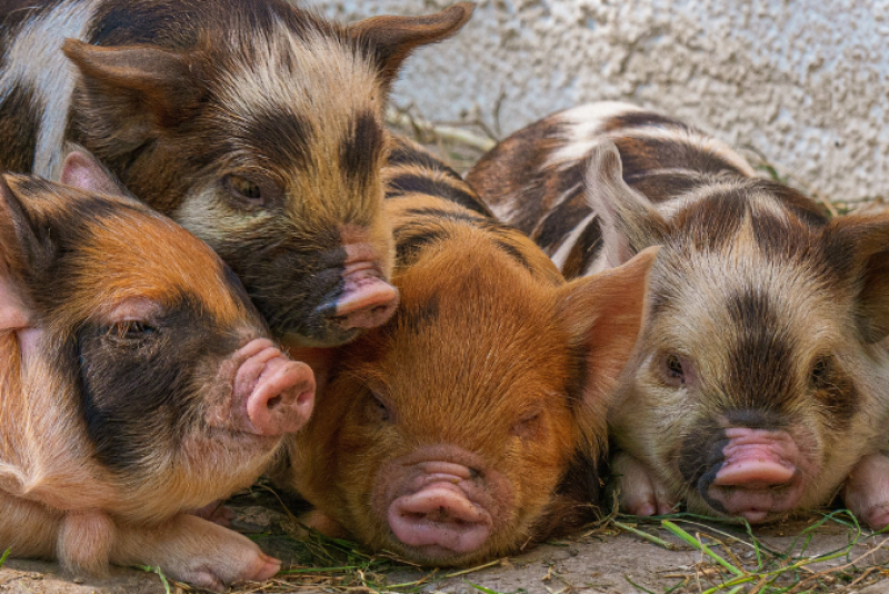 pigs on dirt