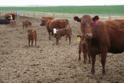 These projects will document how to link ultrahigh frequency backtags with other identification devices to collect animal movement and disease program data.