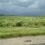 tornado damage near Mace, Indiana