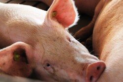 market_hogs_(25)