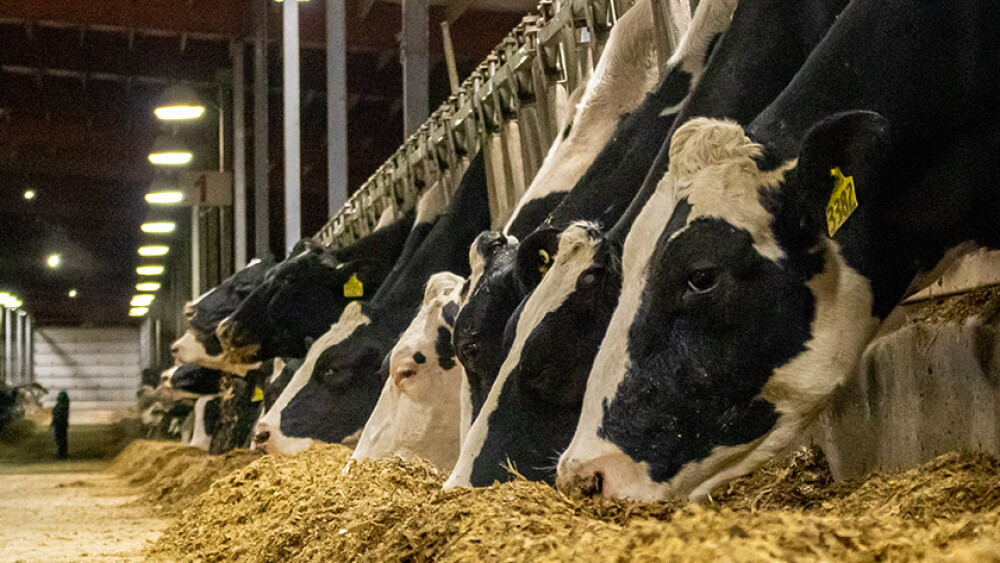 Holstein dairy cows