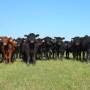 BT_Stocker_Cattle