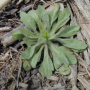 Horseweed (marestail) is just one of a number of weeds that can be addressed with fall or spring burndown treatments.