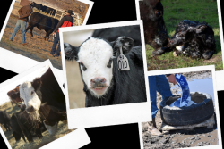 2022 Beef Production Favorite Stories