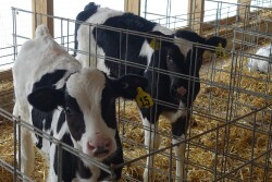 Dairy Calf