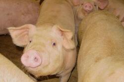 CAFO pigs