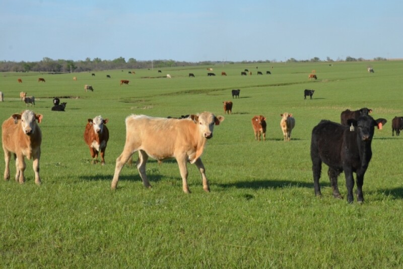 BT_Stocker_Cattle_Flint_Hills