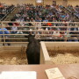 BT_Missouri_Bull_Sale_Auction_Ring.jpg