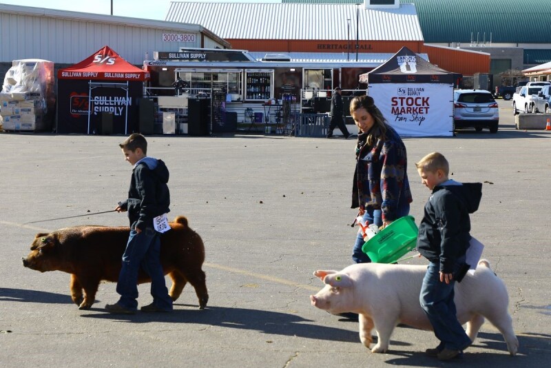 Kids walking pigs at a pig show