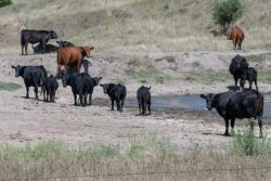 Drought cows