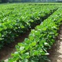 soybean field